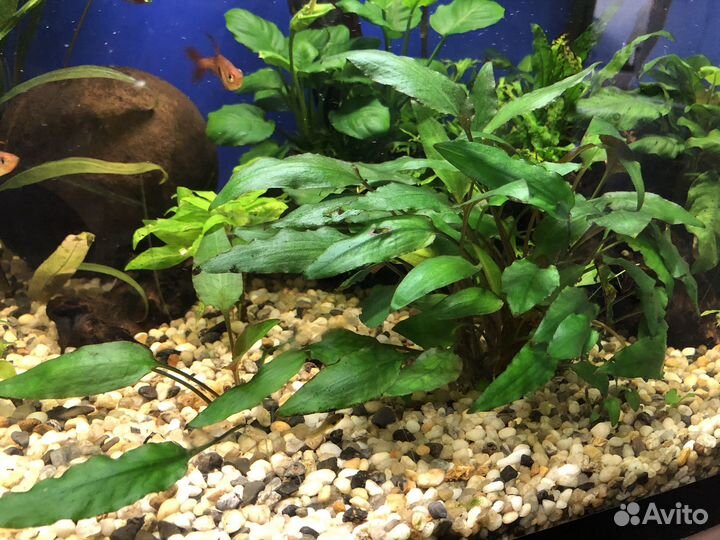 Аквариумные растения, креветки вишни