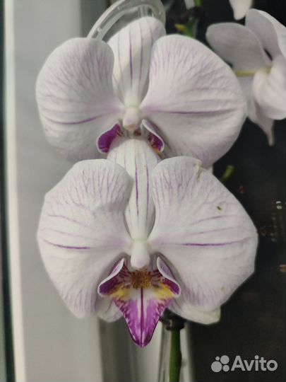 Орхидея фаленопсис