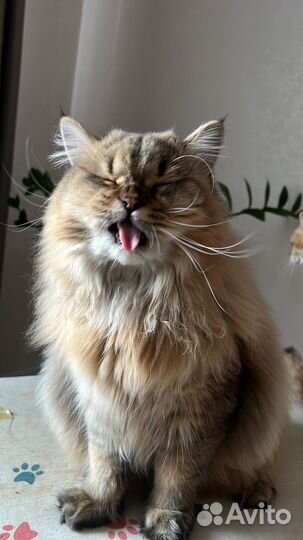 Шотландский золотой кот вязка