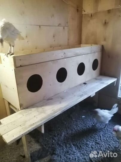 Гнездо для кур с яйцесборником