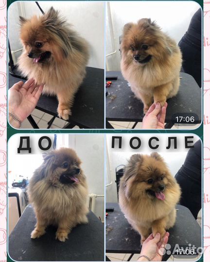 Груминг (Стрижка собак и кошек)