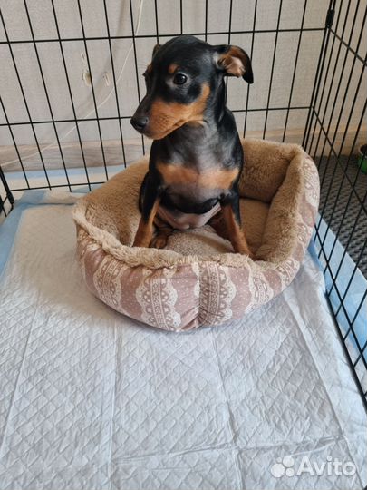 Цвергпинчер