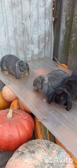 Кролики французкий баран