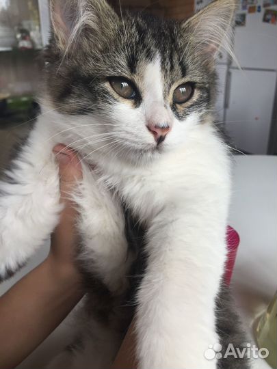 Котята бесплатно