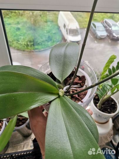 Орхидея фаленопсис сорт Горизонт