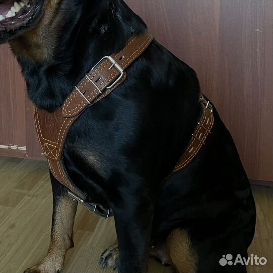 Шлейка для большой собаки