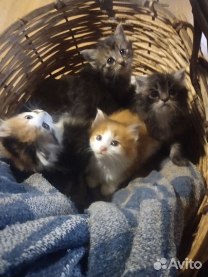 Сибирские котята