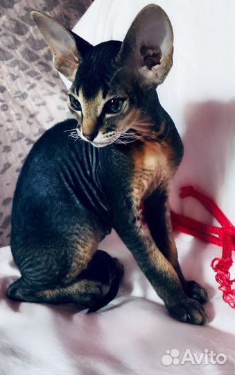 Котята сфинкс