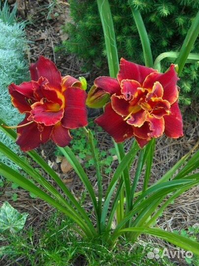 Лилейники махровые