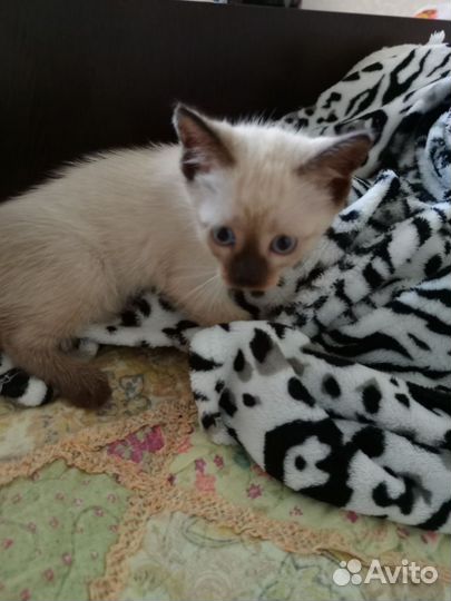 Сиамские котята