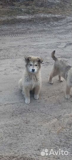Собака в добрые руки щенок