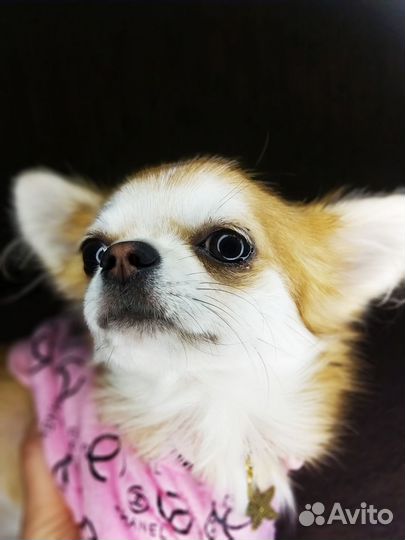 Чихуахуа.Девочка