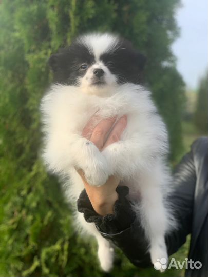 Немецкий шпиц