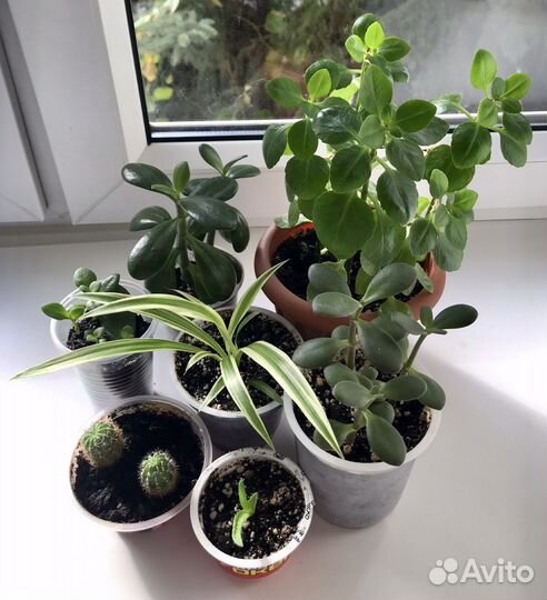 Комнатные растения