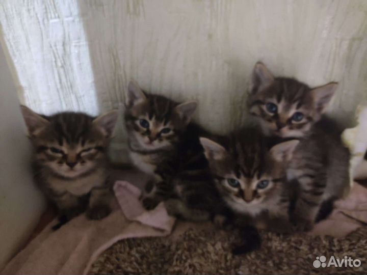 Котята в дар