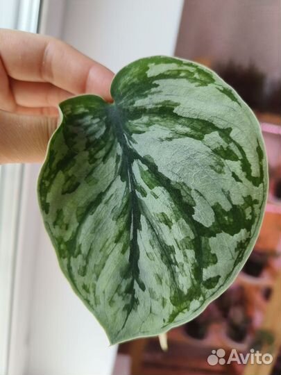 Сциндапсус Silver Cloud