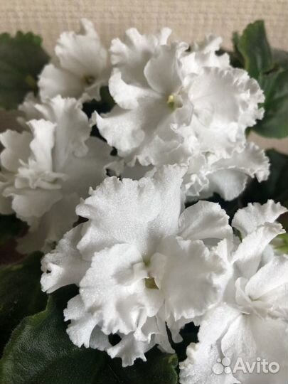 Фиалка белая