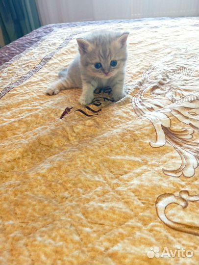 Шотландская