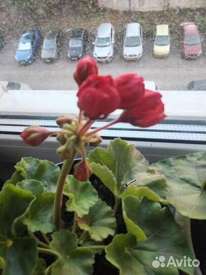 Герань тюльпановидная