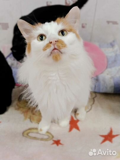 Кот Рыжик в добрые руки