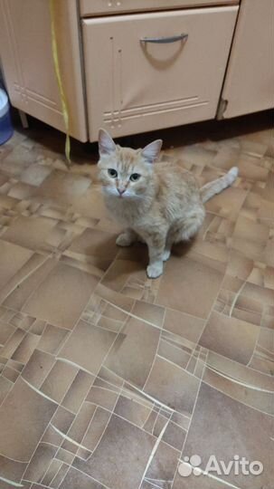 Кошка в дар