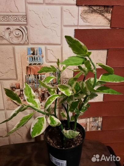 Педилантус