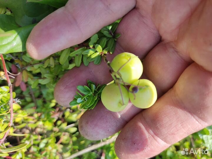 Саженцы клюквы