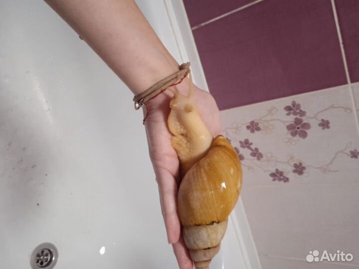 Улитки ахатины