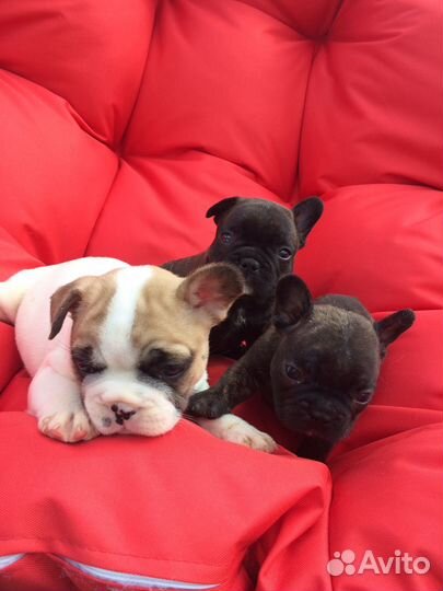 Французики