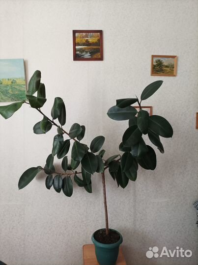 Фикус каучуконосный