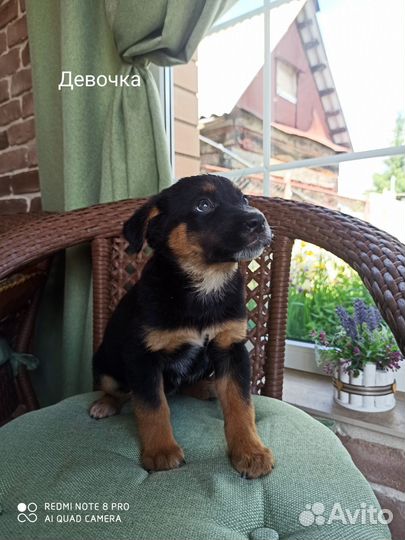 Собака в добрые руки отдам бесплатно