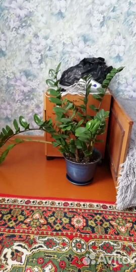 Замиокулькас долларовое дерево