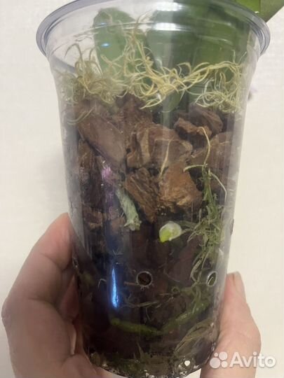 Орхидея фаленопсис