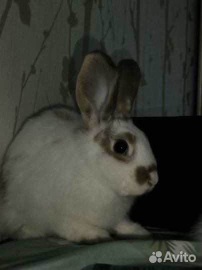 Декоративные кролики