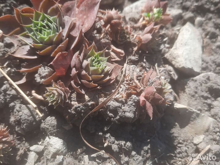 Каменная роза