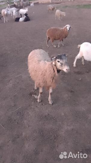 Продам баранов и овец