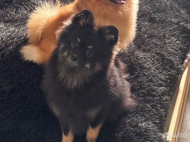 Немецкий шпиц