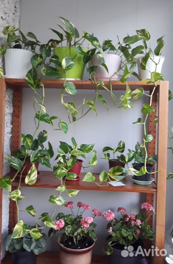 Сциндапсус (эпипремнум) золотистый