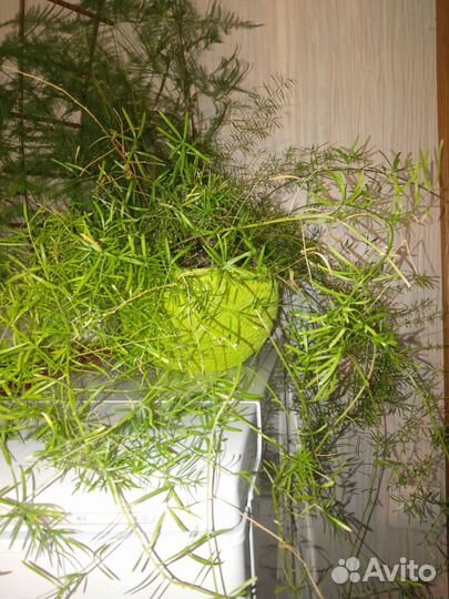 Растения для офиса,большого дома