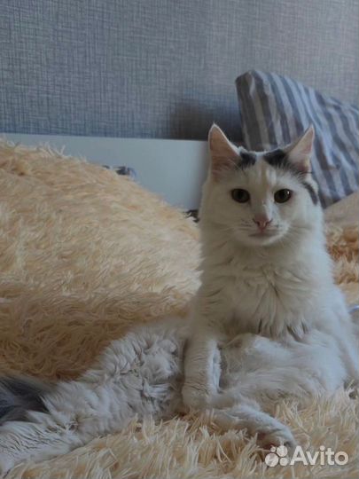 Прекрасный кот в добрые руки