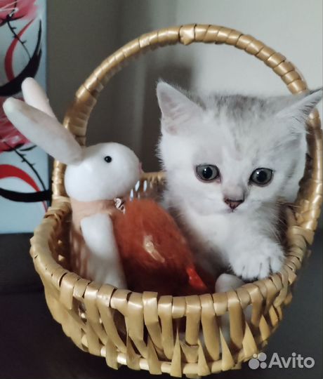 Шотландские котята серебристая шиншилла