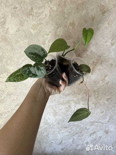 Ампельные набором цветы