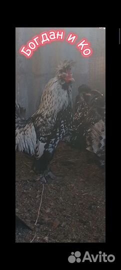 Павловские куры (серебро)