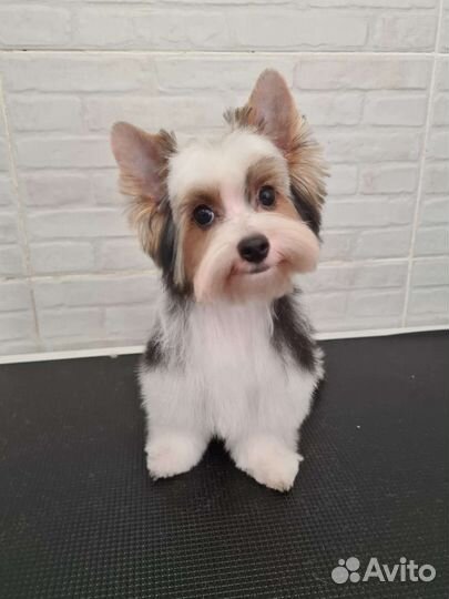 Стрижка собак и кошек. Груминг салон Лапки