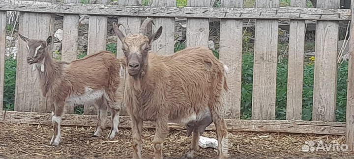 Козы дойные 5 шт и козел 2 шт Закамск