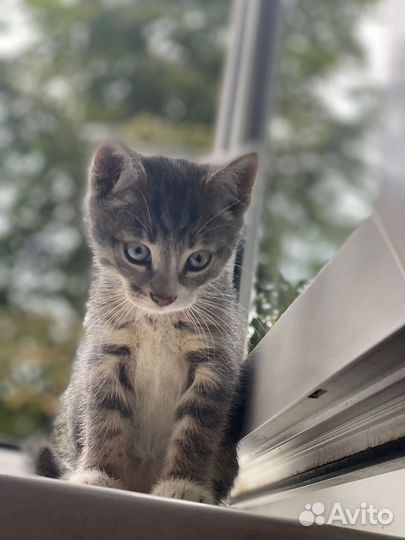 Которебенок в добрые руки