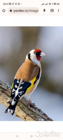 Певчие птицы