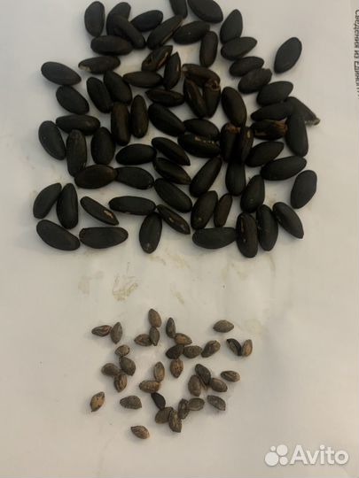 Саженцы орехоплодной сосны Жерарда