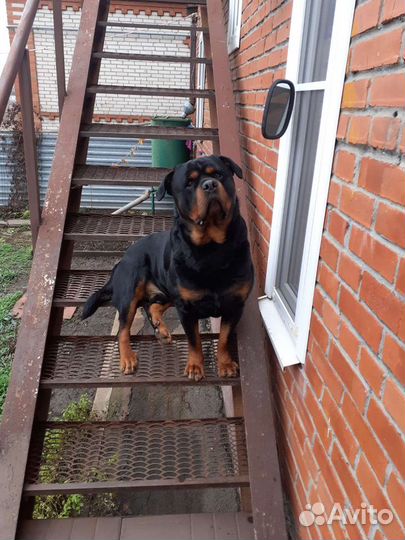 Вязка ротвейлера