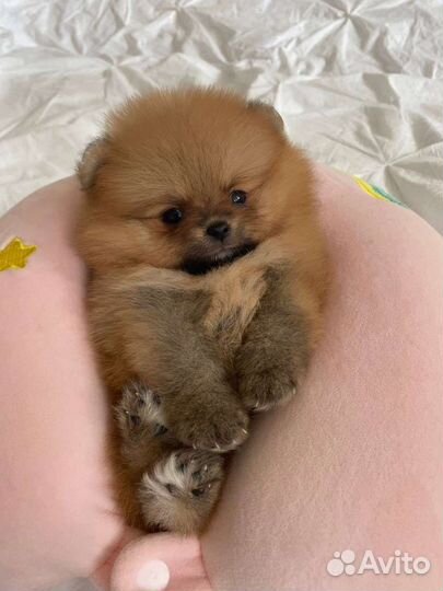 Померанский шпиц мини